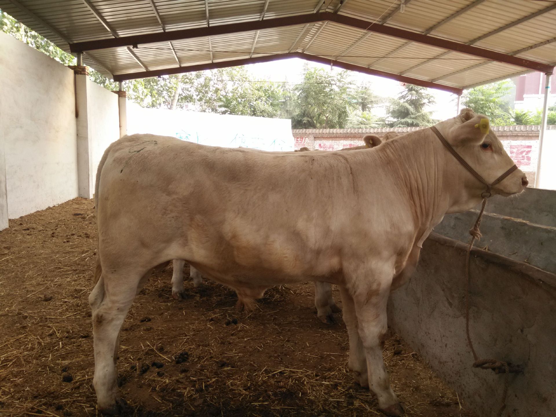 3、夏洛萊肉牛育肥預混料：肉牛預混料中還應添加哪些其他成分才能喂給肉牛？ 