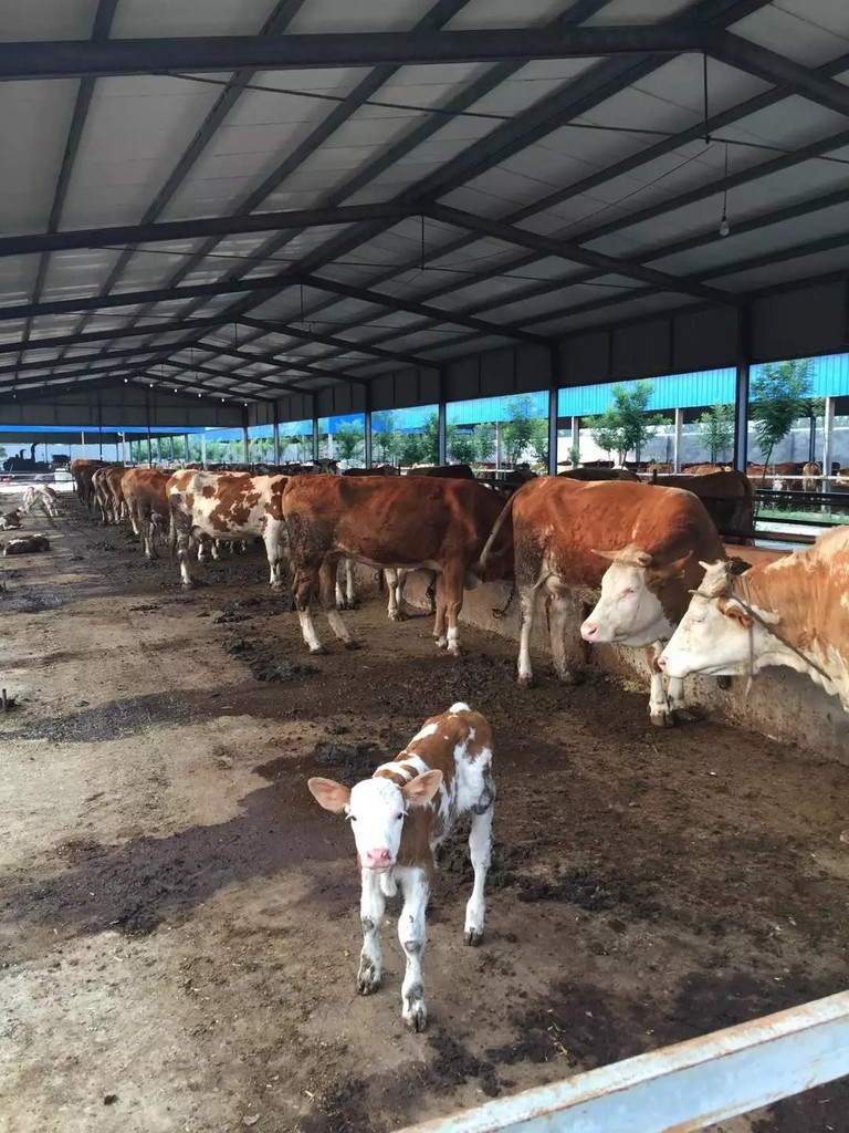 3、利木贊肉牛專用預(yù)混料：斤育肥牛飼料配方