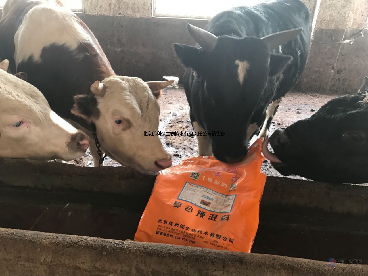 2、什么牌子的飼料對(duì)牛好？