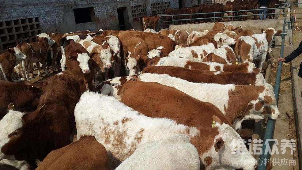 1、肉牛經(jīng)常喂粗飼料。肉牛吃什么粗飼料比較好？ 