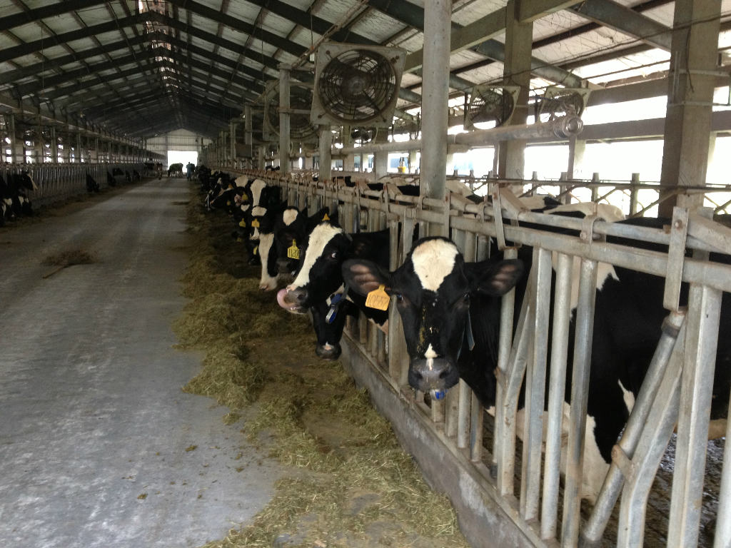 2、奶牛采食量是多少