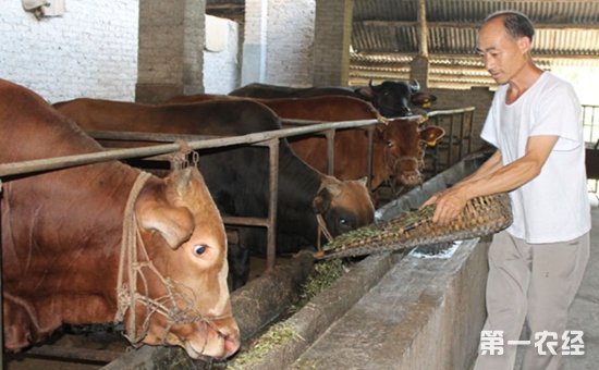 3、一公斤育肥牛西門塔爾日飼料成本是多少