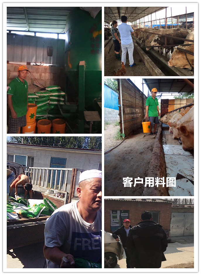  1、 大約公斤牛的育肥方法？如何混合飼料。喂多少干草和喂多少精料。你用什么喂?jié)饪s物？ 