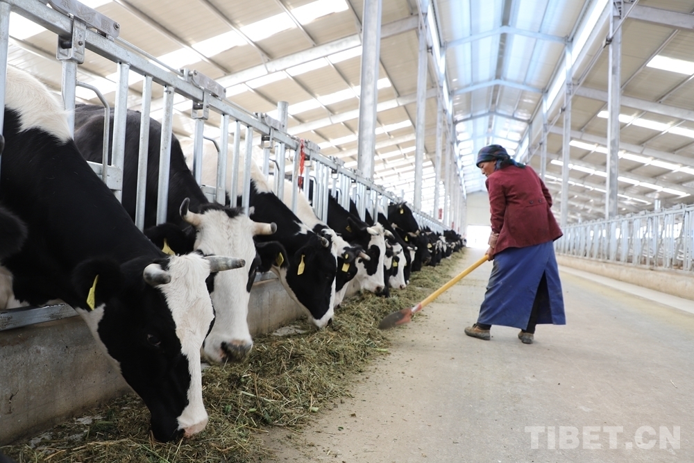4、奶牛飼料品牌