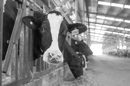 1、奶牛各階段飼料配方