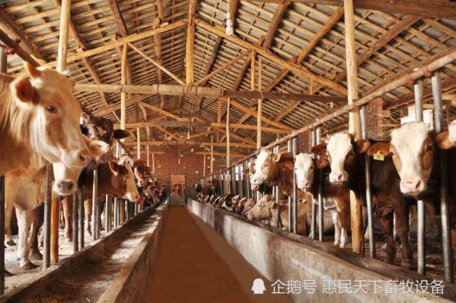 3、奶牛各階段飼料配方