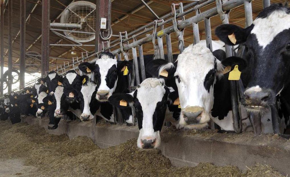 2、青貯飼料對(duì)奶牛的健康有哪些好處？ 