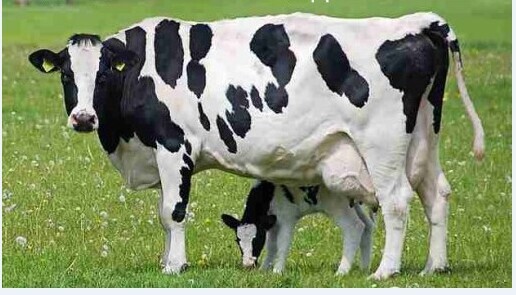 3、奶牛各階段飼料配方