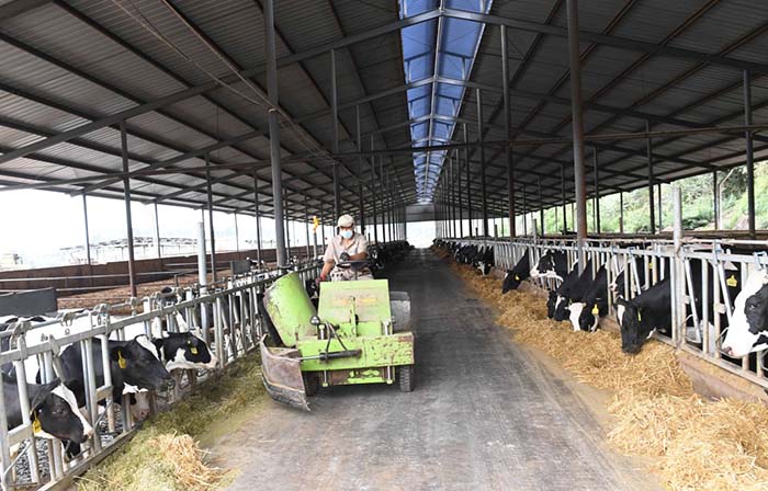 2、奶牛為什么不能喂飼料？