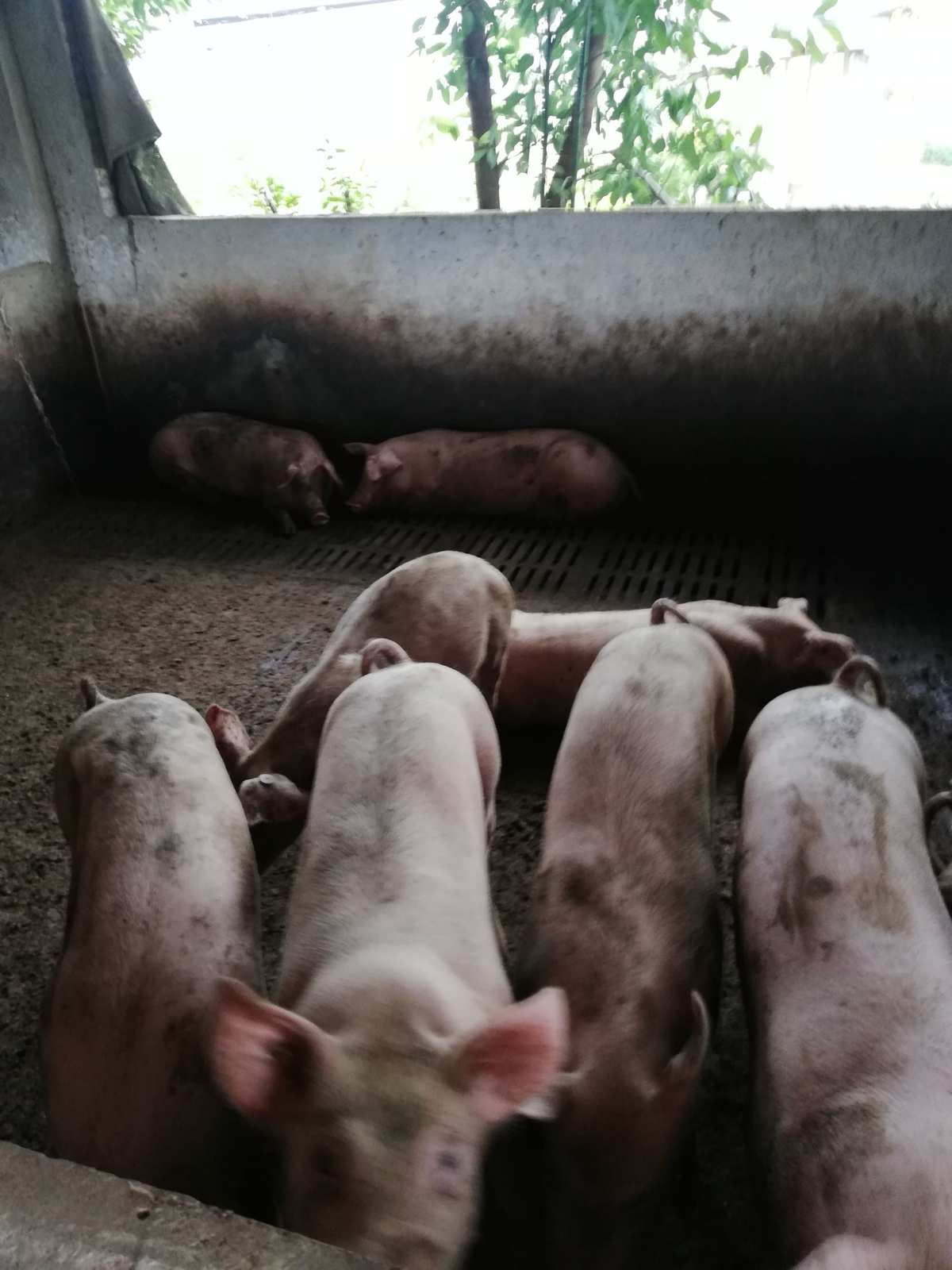 二、如何飼養(yǎng)后備母豬？